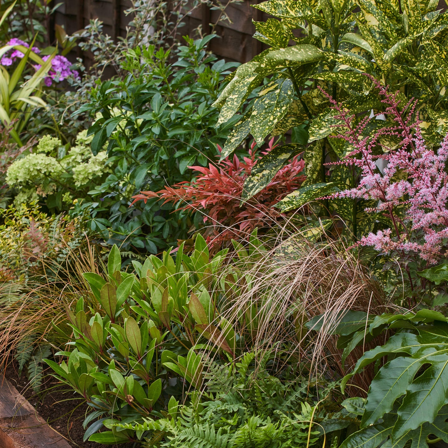 fragrant plants Fragrant Flowers main image 1