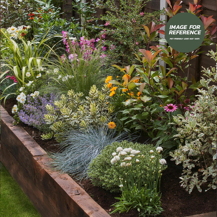 Pet Friendly Sunny Garden Border