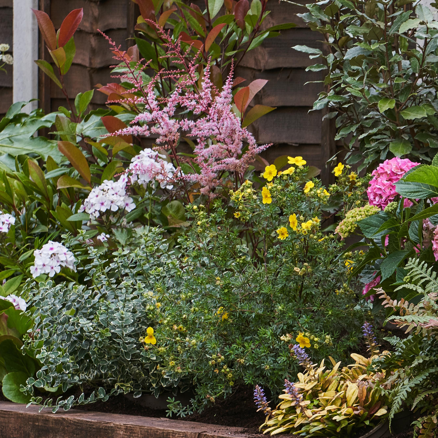 plants shady border Plants for Shady Borders - Shady Border Kit